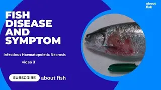 Fish disease Infectious haematopoietic Necrosis Fish health @thefishdoctor8746