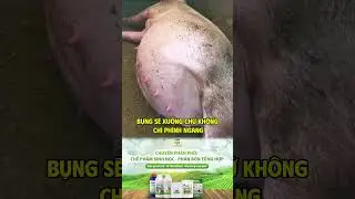 DẤU HIỆU NHẬN BIẾT HEO N&Aacute;I MANG NHIỀU CON