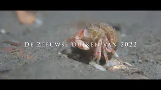 De Zeeuwse duiken van 2022