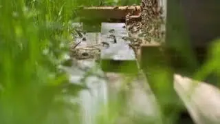 bee-beehive-insect | honey-nature | Full HD| 1080p HD | RH Animals