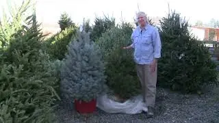 Choosing and Caring for Your Christmas Tree