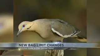 White-winged dove limit changed for Arizona hunters