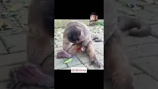 Girdhari Khatron Ka Khiladi DUB केंद्र!#reels #shorts #rjkisnaa #girdhari #monkey #lover #dubkendra