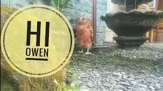 Burung Hantu Buffy Fish Owl dilepas di Rumah