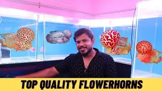 One of the best flowerhorn shops in chennai | ch64 flowerhorns