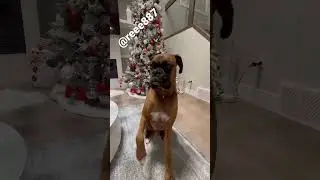 Just saying HI ❤️ #boxerdog #dog #cuteanimals #ilovemydog #dog #dogsofinstagram