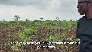 THIS PALM OIL FARMLAND IS MAKING BILLIONAIRES, A ₦10MILLION SECURES YOU 10 HEACTARES #farm #palmoil