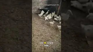 Duck ghost #shorts #shortvideo #trending #trendingshorts #animals #duck