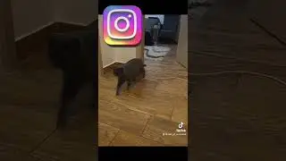 CATS 🐈🐈🐈 are social media Influencers! 👌🙀😺 ❤️😻#shorts #facebook  #tiktok #youtube #cats