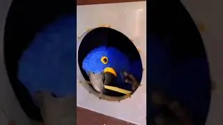 hatching Macaw parrot 🦜🦜😘💖 #shorts