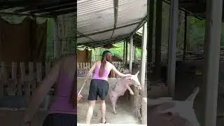 Time to clean up #pigfarming #pig #baboy #baboyan #farming #pigbreeding