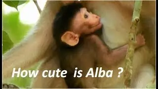 The last few day mom Anna give milk baby Alba till full | she less torturing  baby