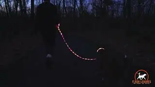 Flash Pet Pro LED Dog Leash illuminated dog leash for night time visibility and Safety