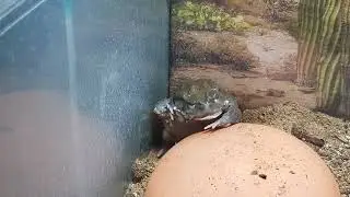 Colorado River Toad - Sonoran Desert Toad shedding and eating skin.