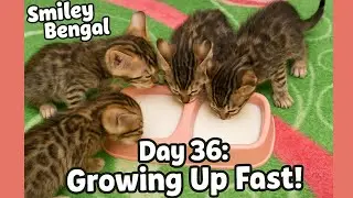 Bengal Kittens Drink Milk | Day 36 Milestone | Growing Up Fast !