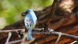 Verditer Flycatcher catches a fly and batters it on twig it sits on, before taking it for its chicks