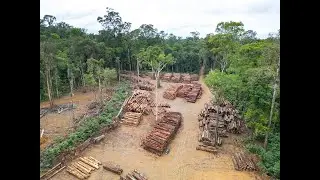 Amazon Rainforest Under Siege: Exposing Illegal Logging & Corruption