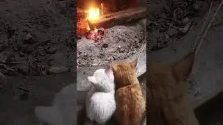 Хорошо сидим #poorman #котики #девчата #классика #уют #юмор #шутка