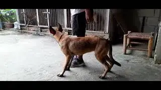 kunting insayo kay Draven owner trainor k9 belgian malinois