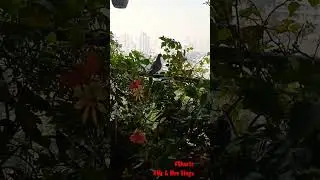 Garden Watcher #youtubeshorts #naturelovers #naturelover #naturefriendly #mothernature #mr&mrsvlogs