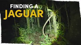 We came face to face with a Jaguar on our land | VLOG