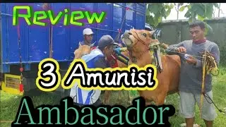 Review Januari 2024 Ambasador ▶ Karapan Sapi HUT GRT Probolinggo.