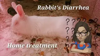 Home treatment of Rabbit's Diarrhea #rabbit #bunny #animallover #pets #viralvideo