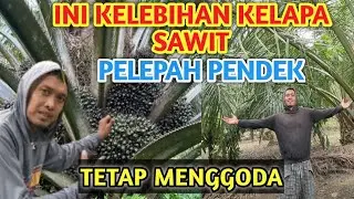 Kelebihan Varietas Kelapa Sawit Pelepah Pendek