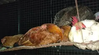 Chickens Sleeping - How chickens sleep at night time