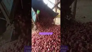 today's Nashik garva onion price update #onionratetoday #onion export #export #nashikonionrate