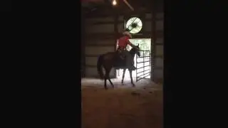 7 yr old Working Ranch Gelding For Sale