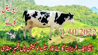 HF Breed Farisan Cow for sale location pull qambar Mandi animal pk official