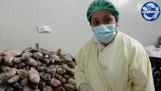 How Fish Raw material kept at our cold storage facilities LoLa Seafood