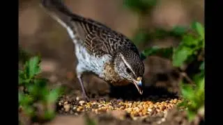 &ldquo;🐦 Chidiya Dana Chugti Hui | 3D Cute Bird Eating Grain | Nature Animation