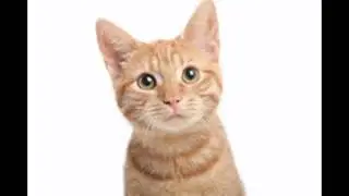 Cat.mp3