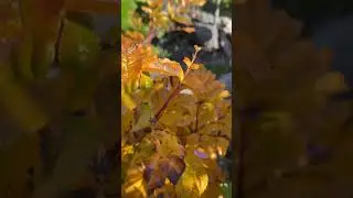 Sorbus sibirica ( стелящаяся форма) 💚🌿💚 29.09.25.🌿