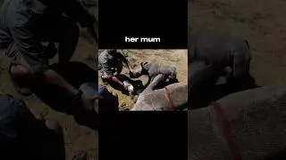 Brave Baby Rhino Protects Mom during Vet Visit. #shorts