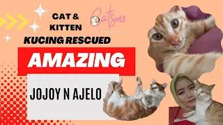 Kucing dari pasar Bojess HE HAS NO TAIL #catsvideo #catsme #bojesscatsme #kucinglucu