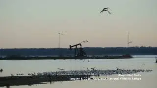Relaxing Nature Video: Ring-billed Gulls