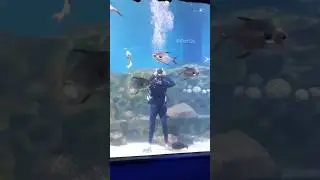 VGP marine kingdom |Underwater Flag hosting 9th to 15 Aug 2025 |#vgpmarinekingdom #underwatertunnel