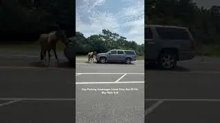 Guy Pushing Assateague Island Pony Out of his Way With SUV