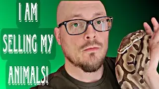 I am not going to breed these animals anymore + preparations for the upcoming reptile expo (Part 1)