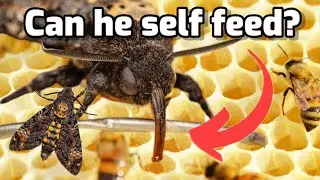The cutest MOTH SQUEAKS while he trys honey 🔉