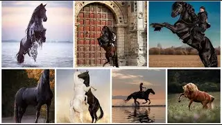 Satisfying Horse Video That Makes You Calm Original Satisfying Videos|#satisfying #horse #horselover