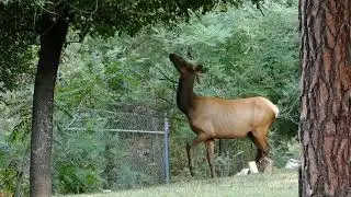 In Christopher Creek Elk Graze