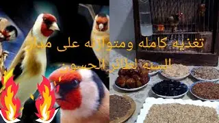 نظام غذائي طبيعي لطائر الحسون💪💪💯💯
