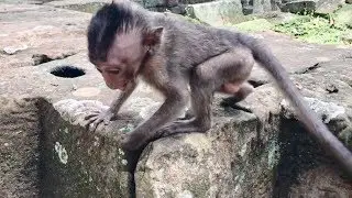 Poor baby Lori cry loudly seizure coz so scary dog, Lori scream mom Amari help.