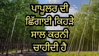ਪਾਪੂਲਰ ਨੂੰ ਕਦੋਂ ਛਾਂਗਣਾ ਚਾਹੀਦਾ ਹੈ | poplar farming in punjab #agriculture #farming #poplarfarming