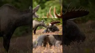 American Iconic Animals: Moose