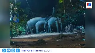 ശബരിമല പാണ്ടിത്താവളത്തിൽ വീണ്ടും കാട്ടാനക്കൂട്ടം ഇറങ്ങി | Sabarimala